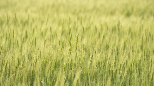 Golden Wheat Field with Ripening Grain Ears and Awns