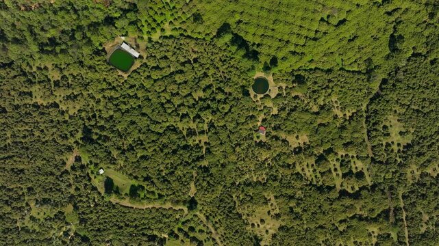 Top-down zoom-in reveals vast avocado orchards, dense tree canopies, and geometric farm patterns.