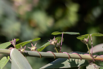 カラフルで不思議なイシミカワの実