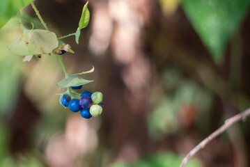 カラフルで不思議なイシミカワの実
