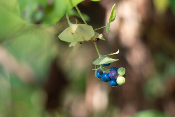 カラフルで不思議なイシミカワの実