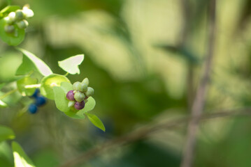 カラフルで不思議なイシミカワの実