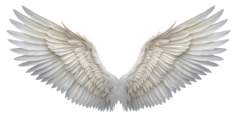 Realistic White Angel Wings Isolated on White Background with Detailed Feathers