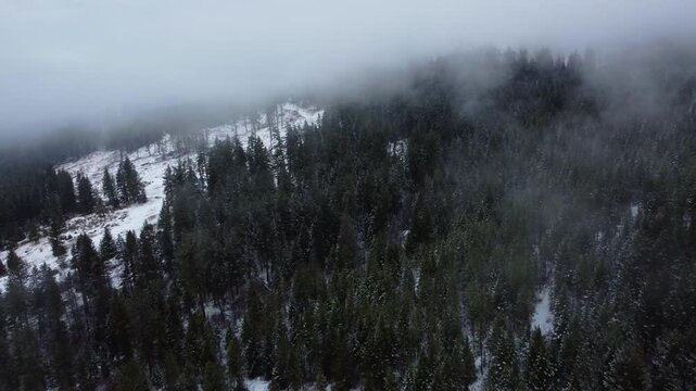 Looking Down on Snow Covered Winter Trees in Dense Foggy Forest. Canadian Forestry, Lumber Logging Industry. Winter Landscape over Forest Trees Low fog and clouds on gloomy winter day.