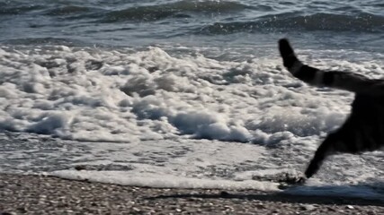 Abstract dynamic motion focus on the turbulent meeting point of dark crashing ocean waves and the wet gritty sand as a striped cat swiftly passes through the frame nature, weather, waves