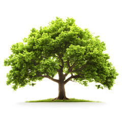 Lush Green Deciduous Tree Isolated on White Background