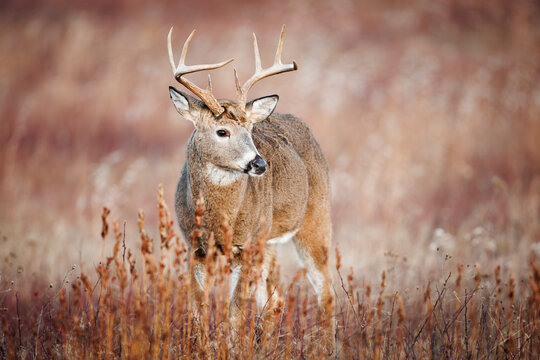 White-tailed deer