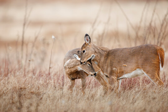 Nuzzled Deer