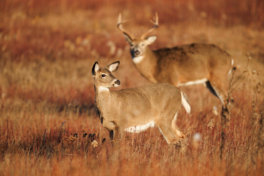Buck and Doe