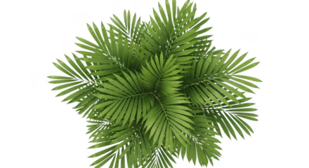 Top view of lush green palm fronds isolated on a pure black background transparent background