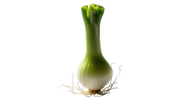 Fresh green scallion bulb with roots isolated for culinary inspiration