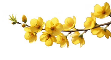 Vibrant yellow flowers bloom on a delicate spring blossom photography