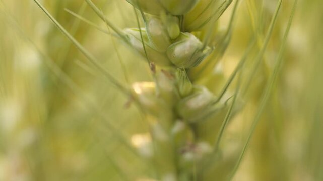 Wheat Ears with Awns in Rural Grain Field
