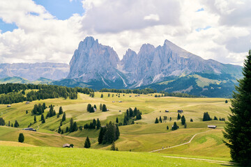 Summer at Alpe di Siusi Meadows
