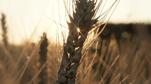 Golden Wheat Ear at Sunrise in Rural Grain Field