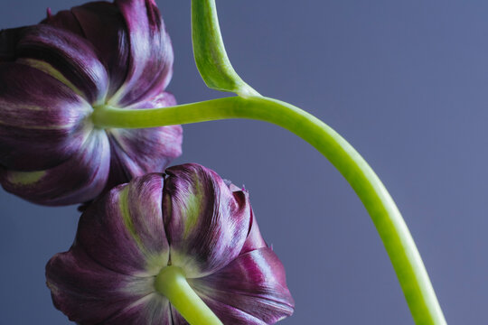 Purple tulips