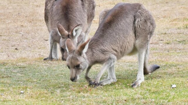 Two kangaroo eating in the grass