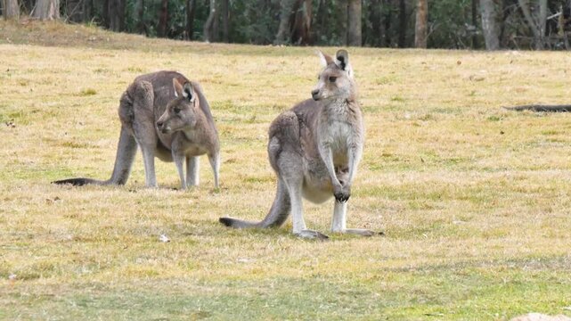 Kangaroo family hanging in woodland