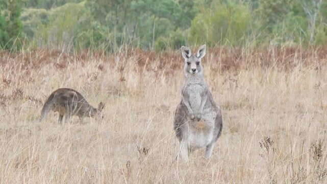 Kangaroos scratching in the crops