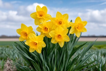 Fototapeta premium Yellow daffodils blooming against a blue sky for spring