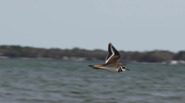 Killdeer bird flying gracefully over blue water surface in bright natural sunlight
