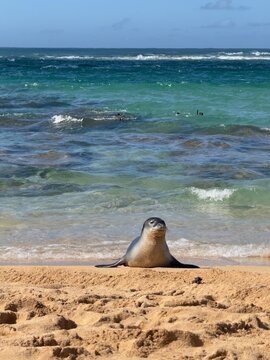 monk seal 