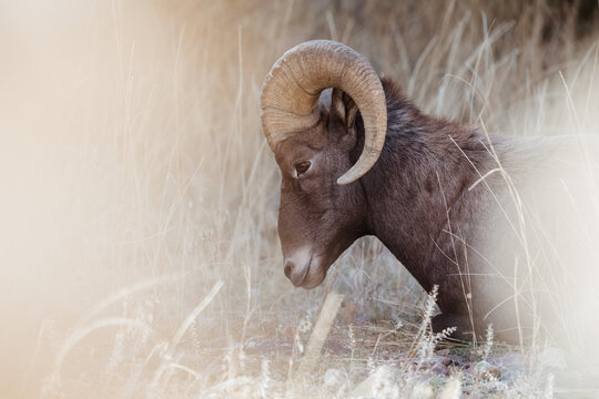 Bighorn Sheep profile portrait