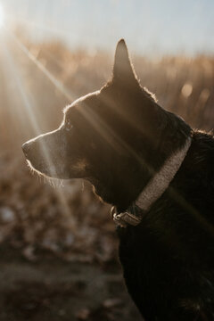 Dog silhouette profile with ray of light