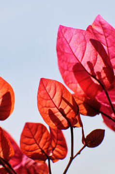 Closeup of vibrant bougainvillea blossoms