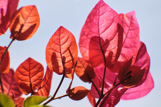 Closeup of vibrant bougainvillea blossoms