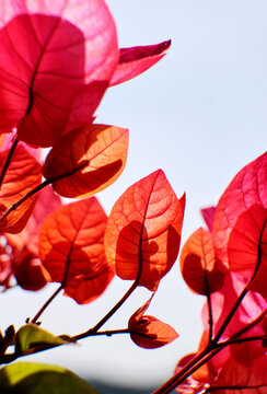 Closeup of vibrant bougainvillea blossoms