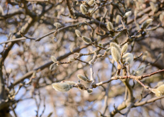 A bud on a Magnolia branch against a blurred background