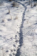Animal trail in the snow in the winter forest. Trail with animal tracks