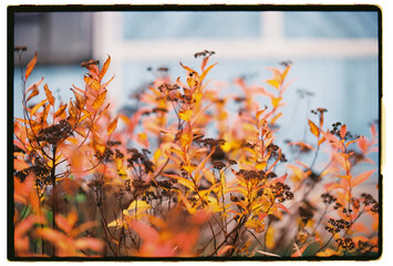 Autumn leaves in warm golden tones
