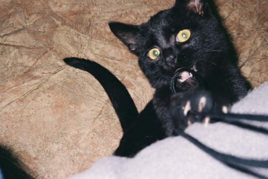 Playful Black Kitten Biting Camera Strap, Home
