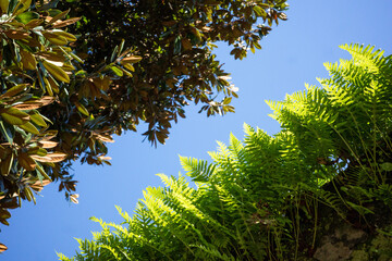 Bright Green Ferns Against a Clear Blue Sky in a Serene Garden