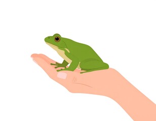 Obraz premium A green frog sits gently in the palm of a human hand