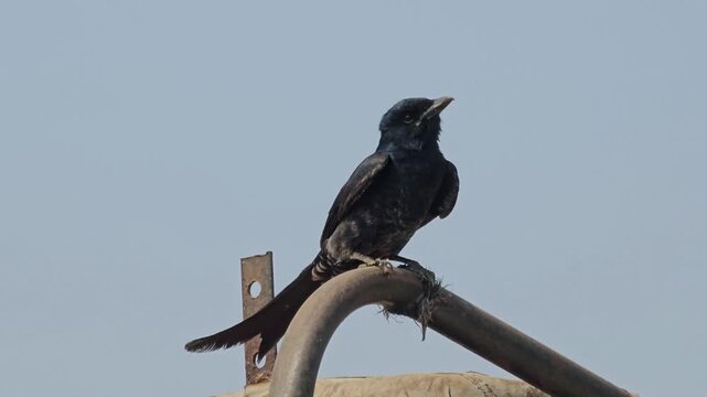 Black drongo bird perched on a metal structure against open sky. Symbolic wildlife image showing adaptability of birds in human-altered environments.