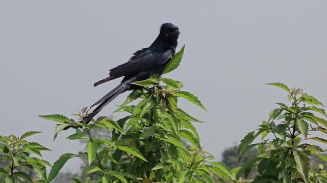Close-up view of a black drongo bird perched calmly in natural surroundings. Sharp details and clean background ideal for wildlife, birdlife, and nature themes.