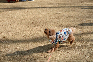 フリスビーで遊ぶトイプードル1/5