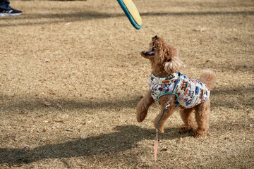 フリスビーで遊ぶトイプードル2/5