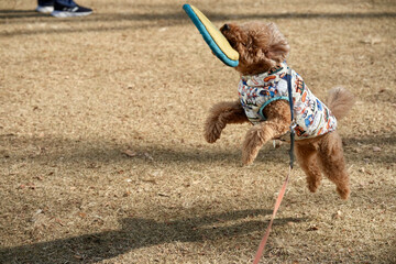 フリスビーで遊ぶトイプードル3/5