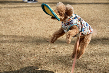 フリスビーで遊ぶトイプードル4/5