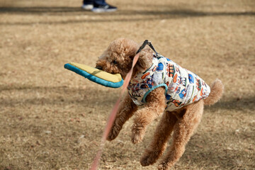 フリスビーで遊ぶトイプードル5/5