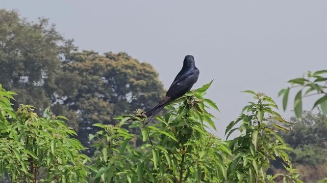 Black drongo bird resting on fresh green foliage in natural outdoor light. Peaceful wildlife scene suitable for nature, environment, biodiversity, and educational concepts.
