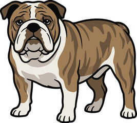 Brown and white English Bulldog standing side view, vector illustration isolated on white background.