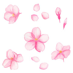 水彩 桜の花と蕾・花びらセット / Watercolor Cherry Blossom Flowers and Buds Set