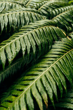 Green fern fronds creating a natural background texture