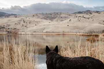 Dog looking at mountain landscape