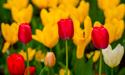 Multicolored blossoms spring. Field of tulips with fresh spring mood. Vivid spring blossoms nature. Tulips and blossoms color. Vivid tulips flowers pattern. Red and pink tulips in garden landscape.